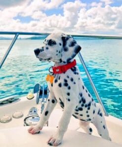 Dalmatian On Boat - Paint By Numbers