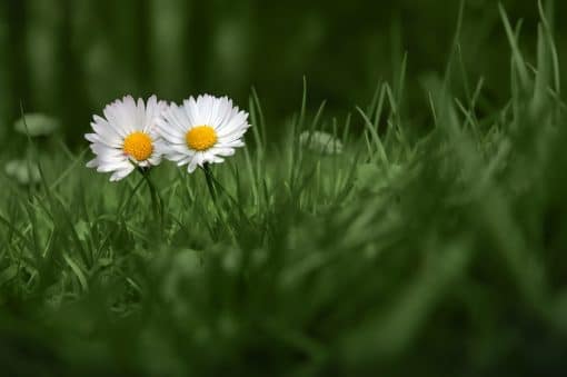 Dizzy Over Daisies paint by numbers