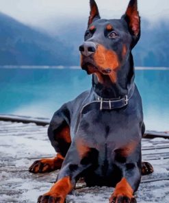 Doberman Silhouette – Paint By Number