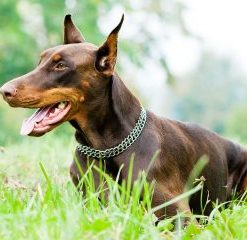 Doberman Dog – Paint By Number