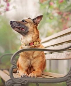 German Shepherd On The Bench – Paint By Numbers
