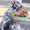 Dalmatian Dog With Flowers Basket - Paint By Numbers