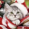 Christmas Kitten Cat – Animals Paint By Number