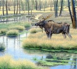 Moose Country - Paint By Number