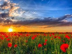 Field With Red Poppies - Paint By Numbers