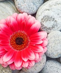 Gerbera Flower On Stones - Paint By Number