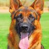 German Shepherd – Paint By Numbers