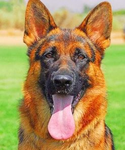 German Shepherd – Paint By Numbers