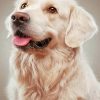 Golden Retriever Dog – Paint By Numbers