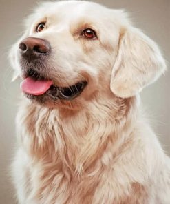 Golden Retriever Dog – Paint By Numbers