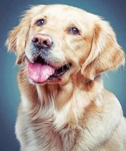 Golden Retriever - Paint By Numbers