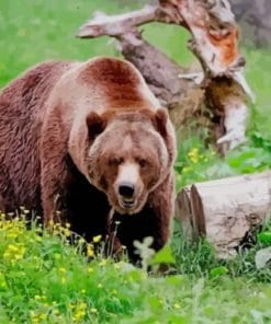 Grizzly Bear – Animals Paint By Numbers