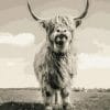 Highland Cattle Paint by numbers