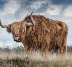 Highland Cow - Paint By Numbers