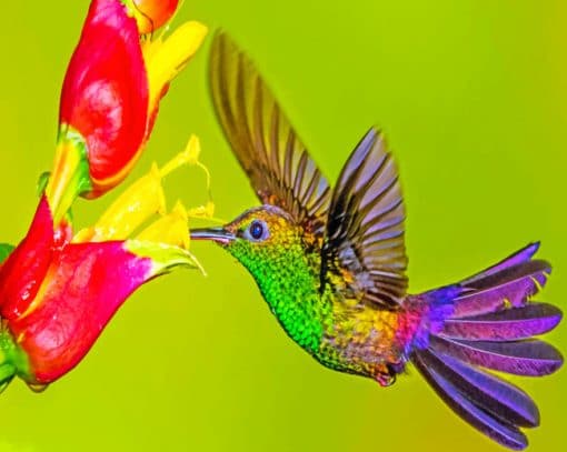 Humming Bird paint by numbers