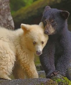 Kermode Bear And Black Bear Cubs – Paint By Number
