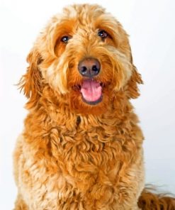 Labradoodle paint by numbers