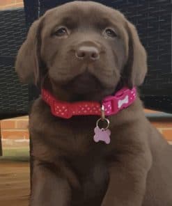 Labrador Retriever Dog -Paint By Number