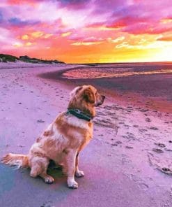 Labrador Dog Watching Sunset - Paint By Number