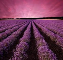 Large Lavender Field – Paint By Number
