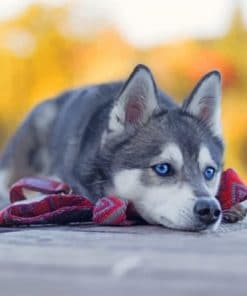 Husky Dog Laying – Animals Paint By Number