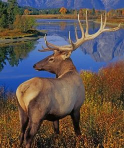 Merriam’s Elk - Paint By Number