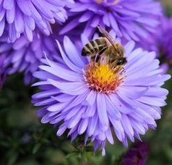 Flowers Bees – Paint By Number