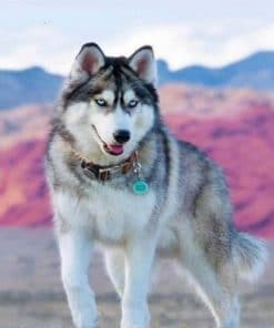 Siberian Dog Husky – Animals Paint By Number