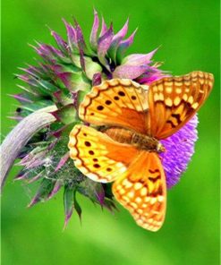 Pretty Butterfly – Insects Paint By Numbers