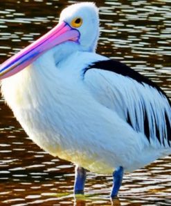 Pelican Bird In Water - Paint By Number