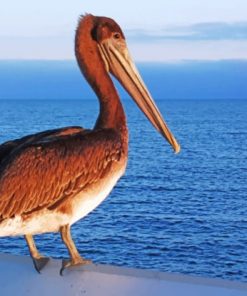 Pelican Bird - Paint By Number