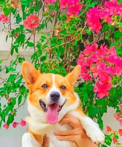 Pembroke Welsh Corgi - Paint By Numbers
