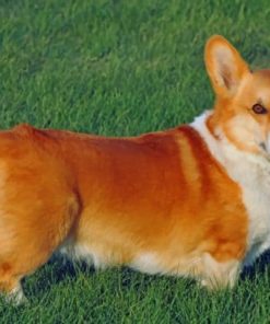 Pembroke Welsh Corgi - Paint By Numbers