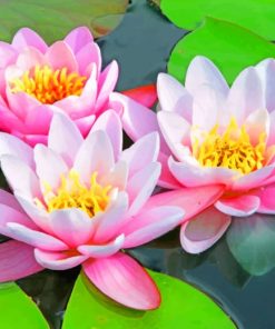 Pink Water Lilies - Paint By Numbers
