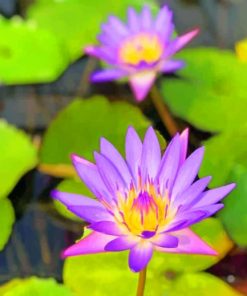 Purple Water Lilies - Paint By Numbers