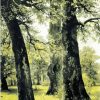 Green Tree – Paint By Number