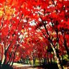 Red Maple Leaves – Paint By Number