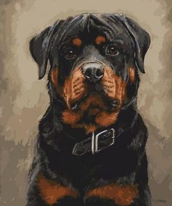 Boston Boxer Dog – Paint By Number