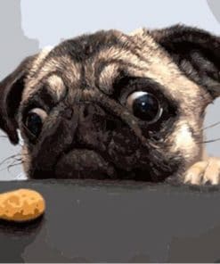 Dog And Cookie - Paint By Number
