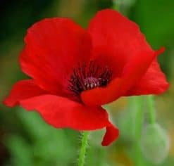 Red Poppy Flower - Paint By Numbers