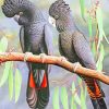 Red Tailed Black Cockatoo - Paint By Numbers