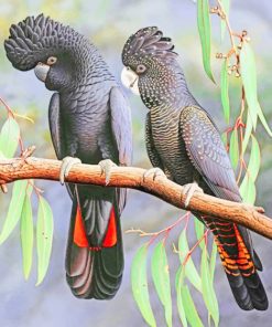 Red Tailed Black Cockatoo - Paint By Numbers