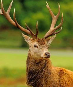 Reindeer Animal - Paint By Number