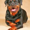 Rottweiler Dog - Paint By Number