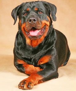 Rottweiler Dog - Paint By Number