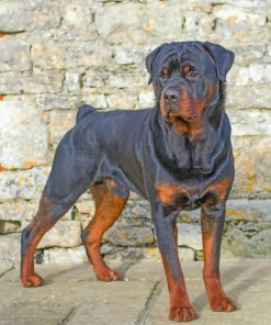 Rottweiler - Paint By Number