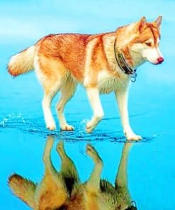 Siberian Brown Husky – Animals Paint By Number
