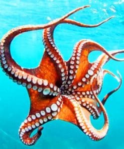 Smoothskin Octopus - Paint By Numbers