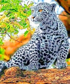 Snow Leopard – Paint By Number