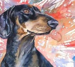 Splatter Dachshund Dog - Paint By Numbers